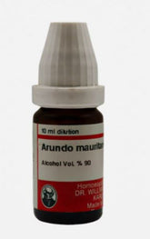Arundo maur