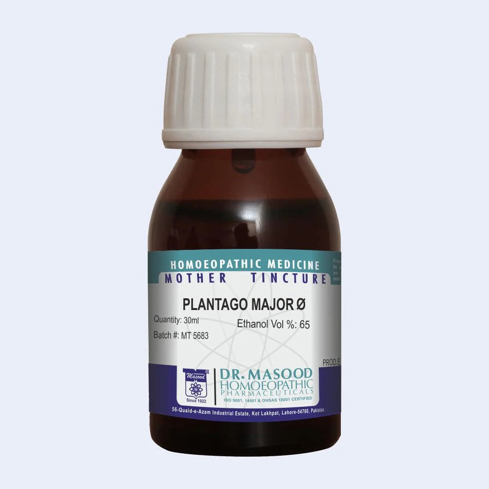 Plantago major Q