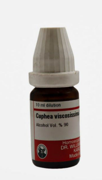 Cuphea Viscosiss